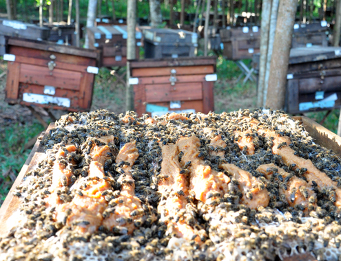 4 6 Anh 2 Nuoi ong 6184 1433413161 Nhiều nông dân miền Trung hiện nay chi tiền tỷ nuôi ong mật