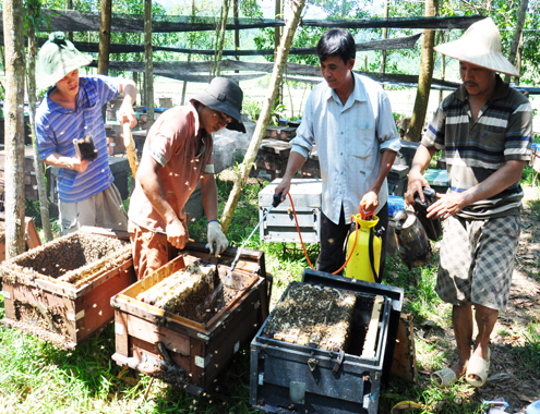 4 6 Anh 4 Nuoi ong 1952 1433413162 Nhiều nông dân miền Trung hiện nay chi tiền tỷ nuôi ong mật