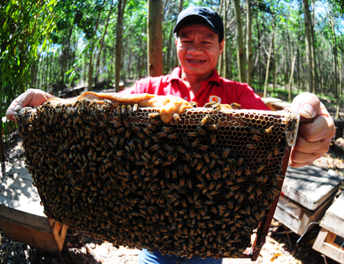 4 6 Anh 5 Nuoi ong 1863 1433413162 Nhiều nông dân miền Trung hiện nay chi tiền tỷ nuôi ong mật
