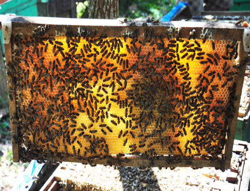 4 6 Anh 6 Nuoi ong 7249 1433413162 Nhiều nông dân miền Trung hiện nay chi tiền tỷ nuôi ong mật