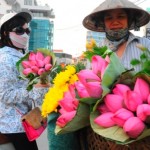 Bí quyết chọn mua và cách giữ hoa sen tươi lâu